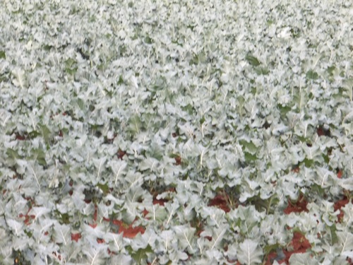 Farm 3