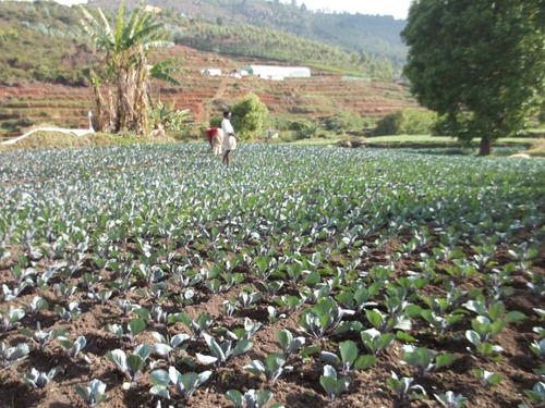 Farm