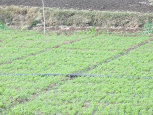 Our Farm