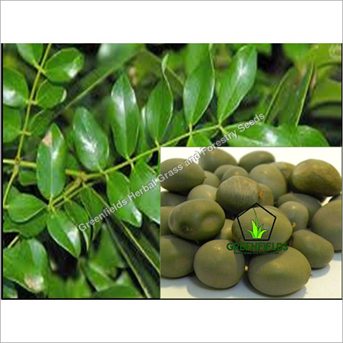 Gataran Medicinal Seeds ( Caesalpinia Crista )