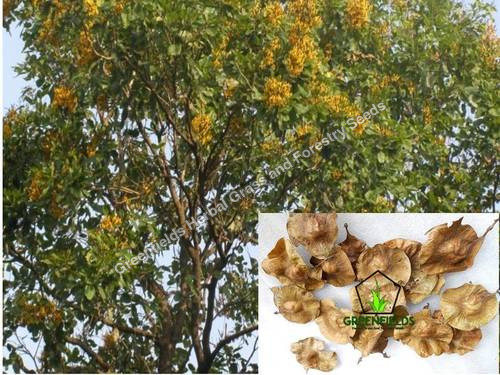 Bija Tree Seeds ( Pterocarpus Marsupium ) Purity: 100%