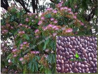 Rain Tree Ornamental Seeds ( Samanea saman )