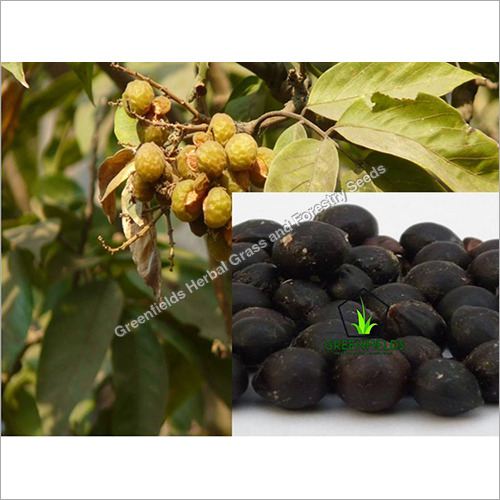Reetha Medicinal Seeds ( Sapindus mukorosse )