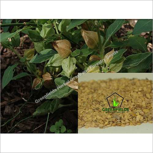 Ashwagandha Medicinal Seeds (Withania somnifera)