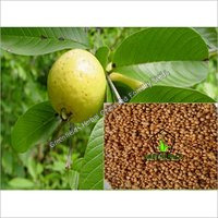 Guava Fruit Seeds ( Psidium guajava )