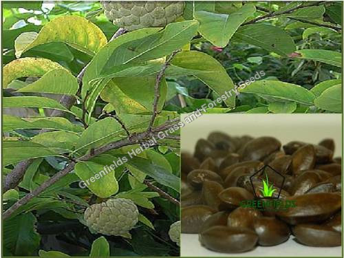 Custard Apple Fruit Seeds /  (  Annona squamosa ))