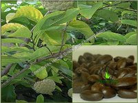 Custard Apple Fruit Seeds /  (  Annona squamosa ))