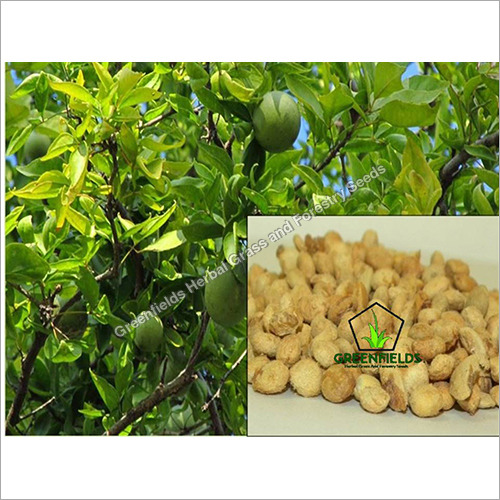 Bael Fruit Seeds ( Aegle Marmelos ) Purity: 80%