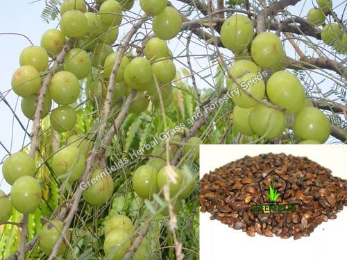 Aonla Fruit Seeds ( Emblica officinalis )