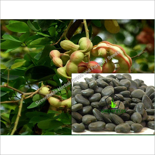 Vilayti Imli Seeds ( Pithecellobium dulce )