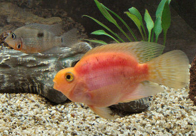 Blood Parrot Fish