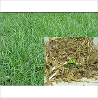 Dinanath Grass / Forage / Fodder Seeds ( Pennis )