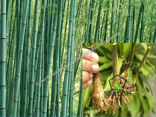 Bamboo Rhizome Deshi ( Dendrocalamus strictus )