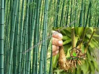 Bamboo Rhizome Deshi ( Dendrocalamus strictus )