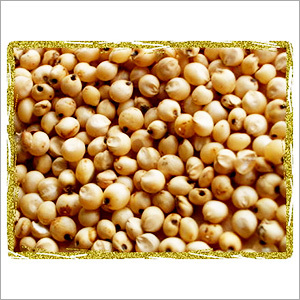 Sorghum
