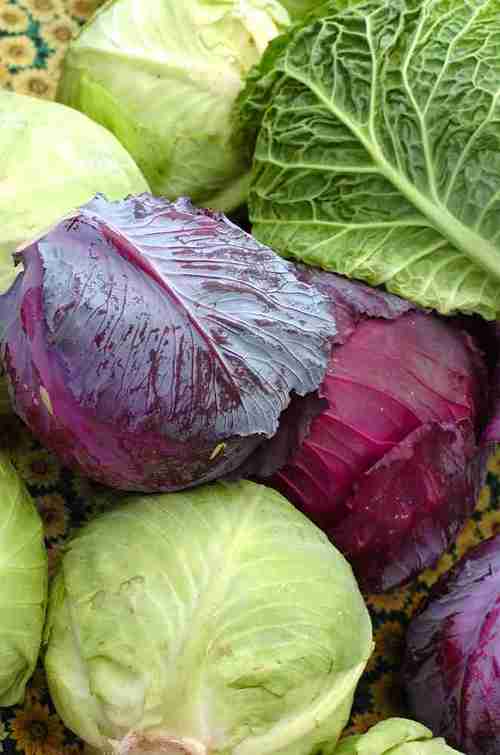 Cabbage