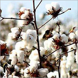 Cotton Seeds