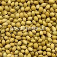 Coriander Seeds