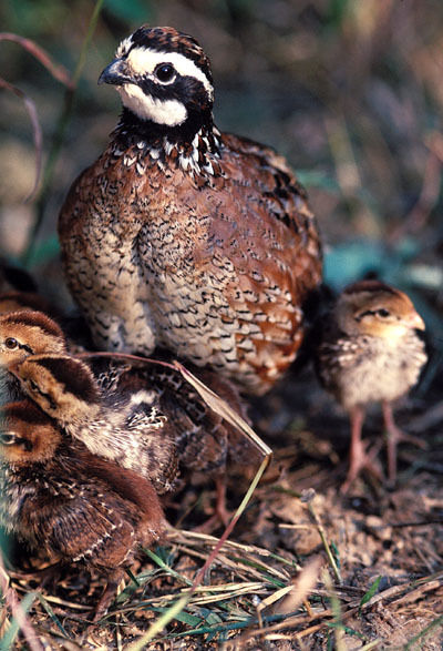 Broiler Quail Feed