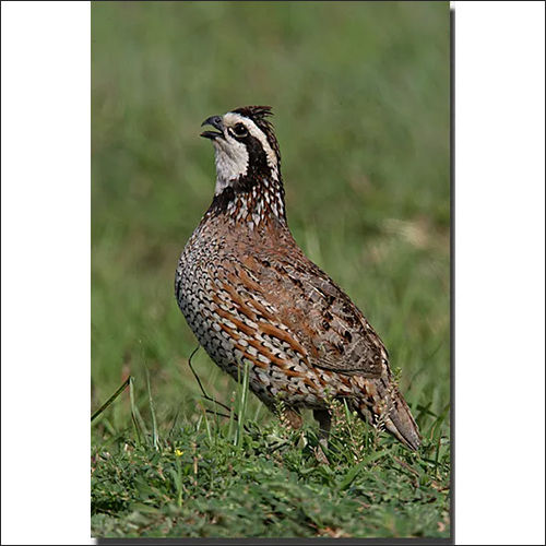 Egg Layer Quail Feed