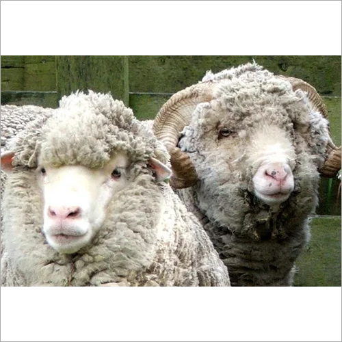 Sheep Feed Pellets