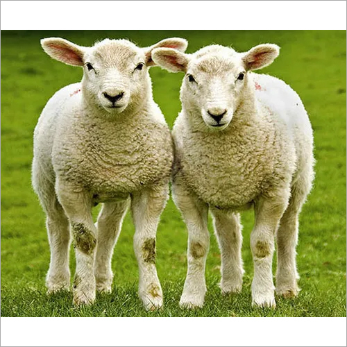 Sheep Farm Feed Pellets