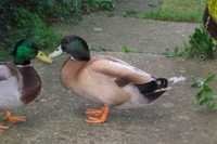 Duck Starter Feed