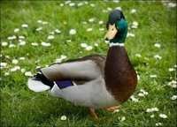 Duck Grower Feed