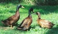 Duck Feed