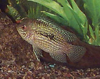 Fish Blue Acara - Medium Gray Freshwater, Omnivore | Peaceful, Hardy, Regular Breeder, Excellent Parent