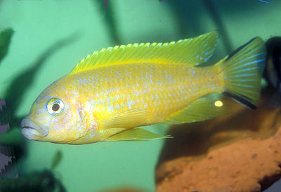 Fish Hifin Swordtail