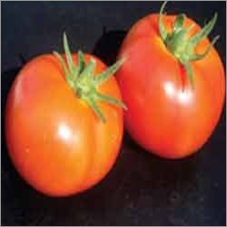 Tomato Hybrid Seeds