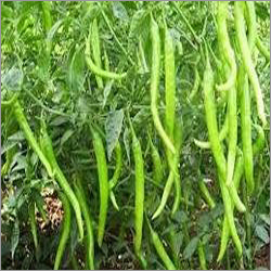 Green Chillies Hybrid Seeds