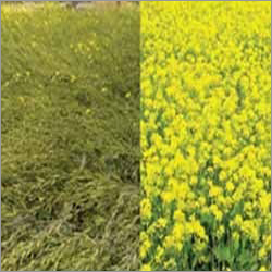 Mustard Seeds