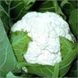 Cauliflower Hybrid Seeds