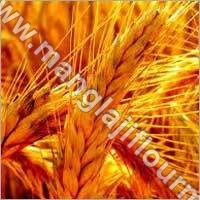 Organic Whole Wheat