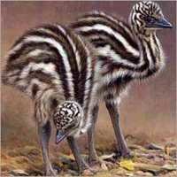 Emu Farm Chicks - Disease-free Striped Feather, Black And White Color | Healthy, Nutritious Diet, Fresh Meat, Fine Leather, Superior Breed