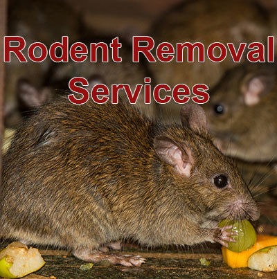 Rodent Control सेवाएं