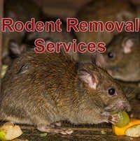 Rat & Rodent Control Services
