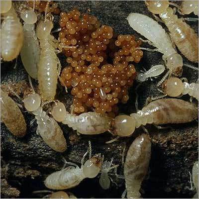 Termite Removal Service