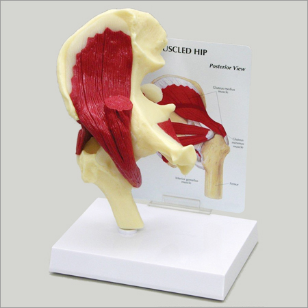 Hip Joint with Muscles