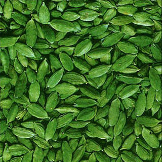Small Green Cardamom