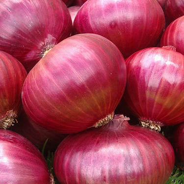 Fresh Indian Onions