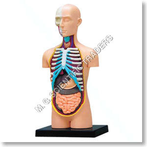 Human Anatomy Model