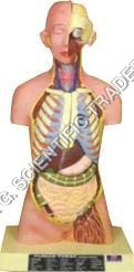 Multicolor Human Torso Male