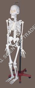 Human Skeleton Model By M. G. SCIENTIFIC TRADERS