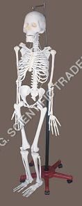 White Human Skeleton Model