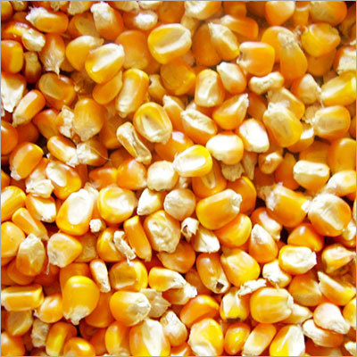 Maize