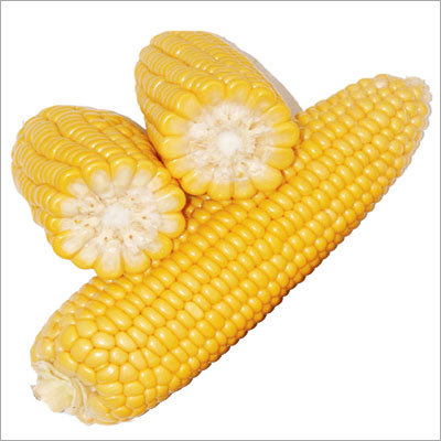 Yellow Maize