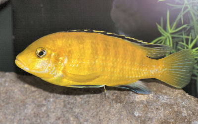 Fish Electric Yellow Cichlid